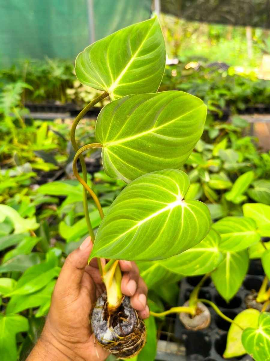 Philodendron Gloriosum (Tissue Culture Plant in Jiffy Bag) - Image 4