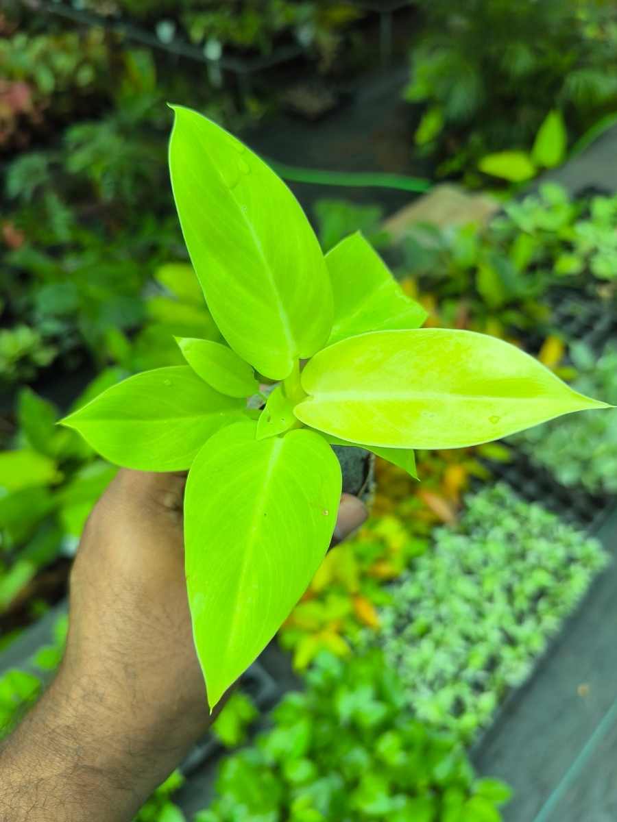 Philodendron Golden Melinonii (Tissue Culture Plant in Jiffy Bag) - Image 3
