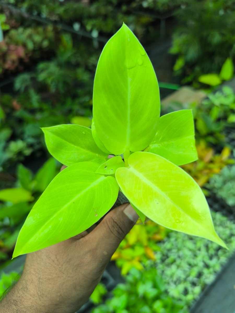 Philodendron Golden Melinonii (Tissue Culture Plant in Jiffy Bag) - Image 4