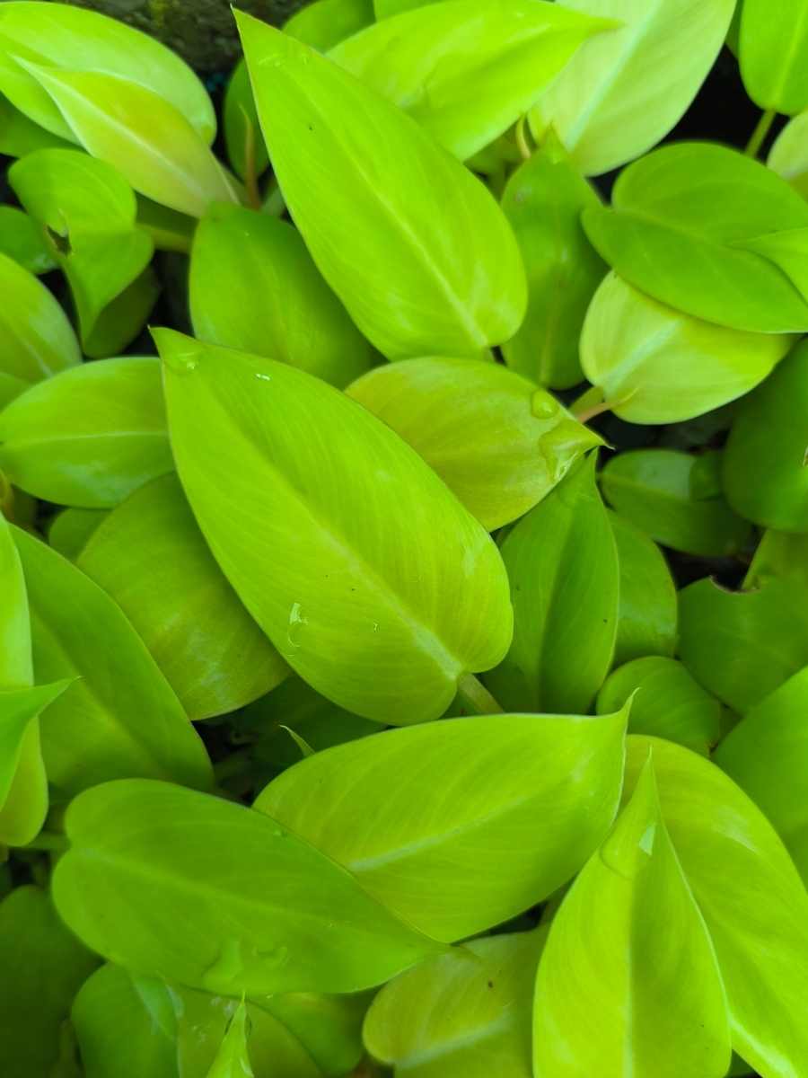 Philodendron Golden Melinonii (Tissue Culture Plant in Jiffy Bag) - Image 5