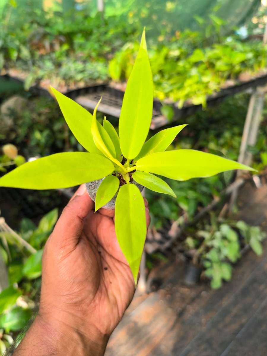 Philodendron Golden Pluto ( Tissue Culture Plant in Jiffy Bag) - Image 3