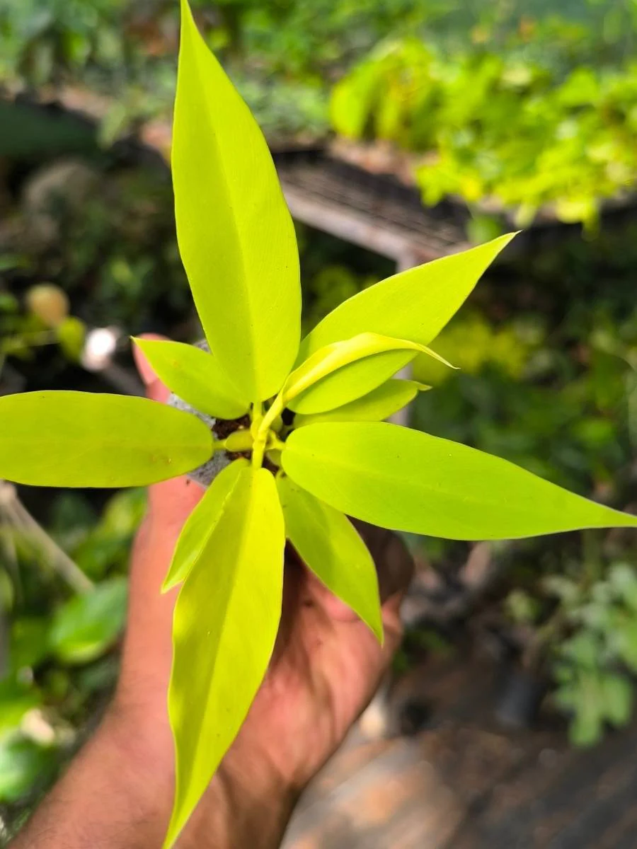 Philodendron Golden Pluto ( Tissue Culture Plant in Jiffy Bag) - Image 4