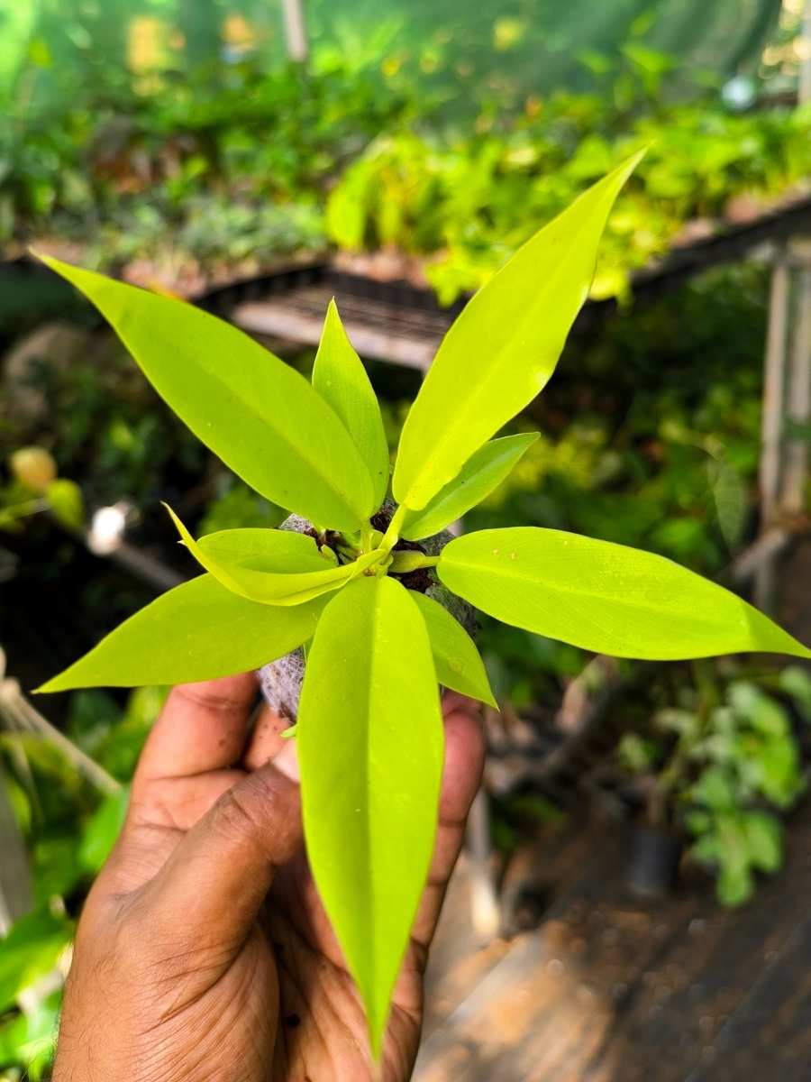 Philodendron Golden Pluto ( Tissue Culture Plant in Jiffy Bag) - Image 5
