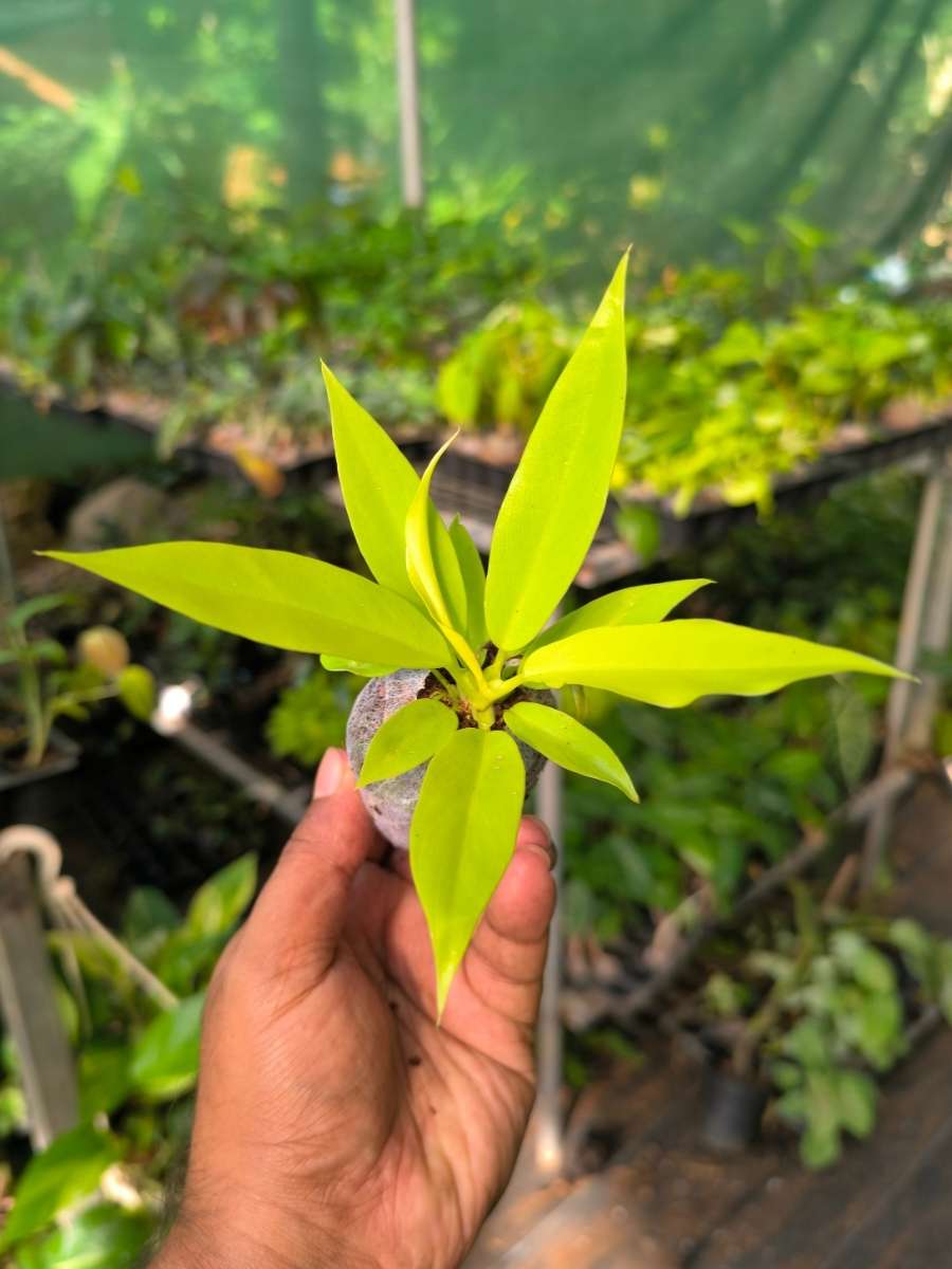 Philodendron Golden Pluto ( Tissue Culture Plant in Jiffy Bag) - Image 6