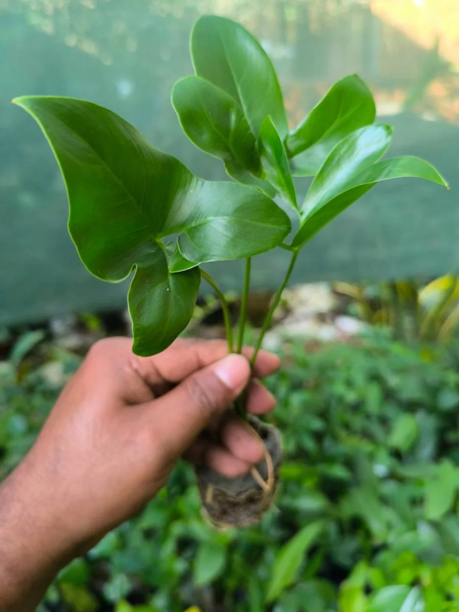 Philodendron Goldie ( Tissue Culture Plant in Jiffy Bag) - Image 3