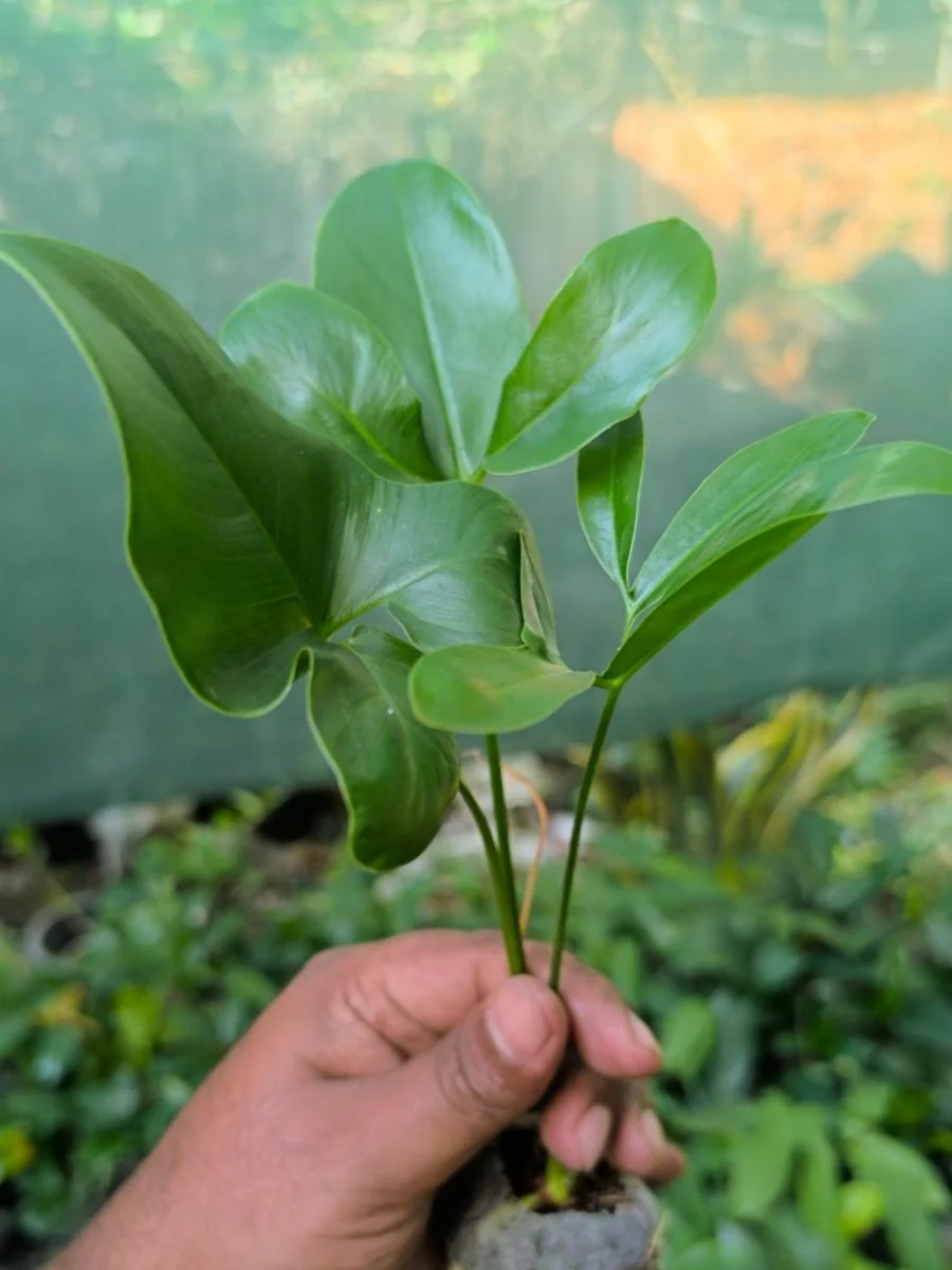 Philodendron Goldie ( Tissue Culture Plant in Jiffy Bag) - Image 4
