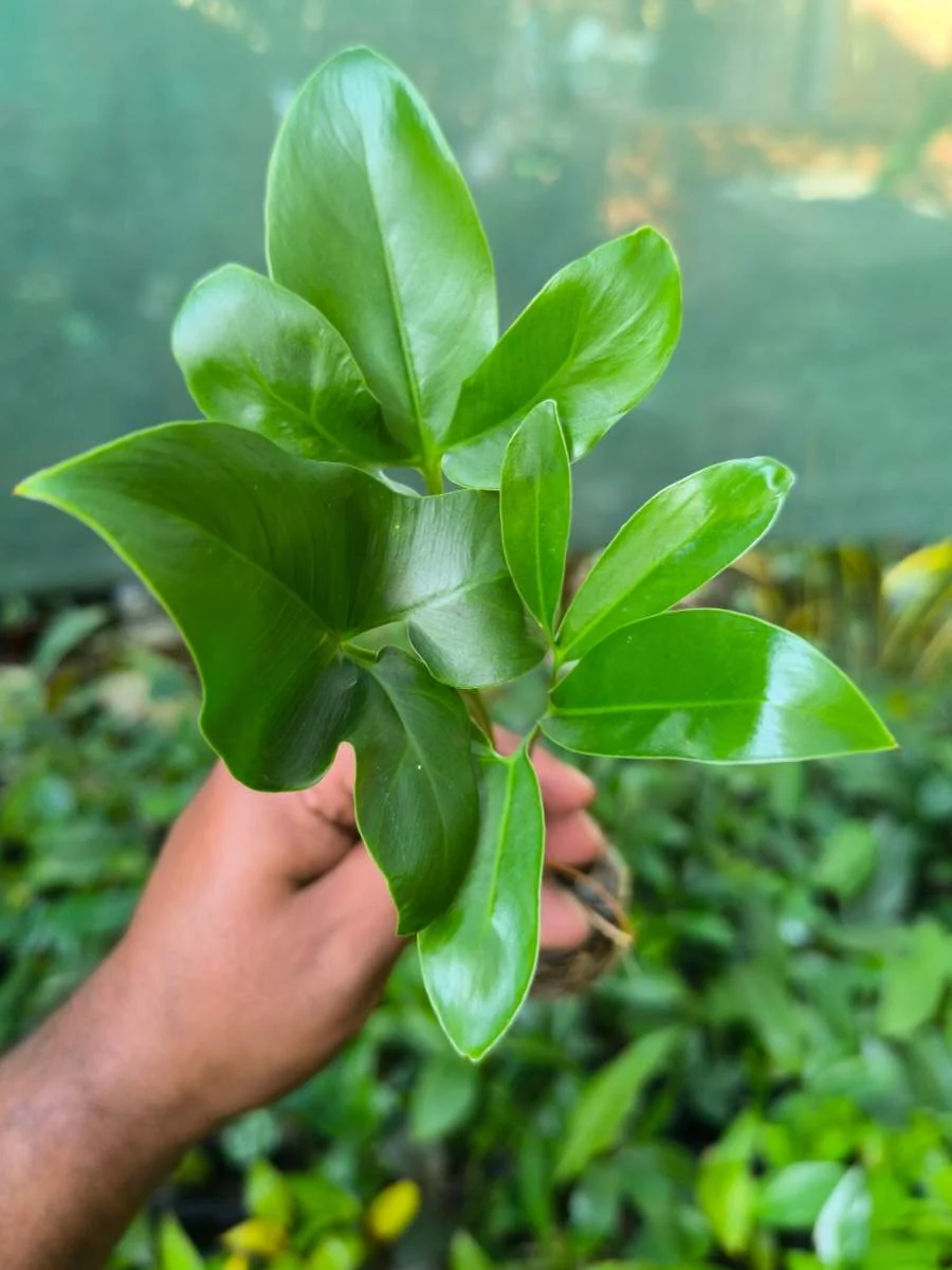 Philodendron Goldie ( Tissue Culture Plant in Jiffy Bag) - Image 5
