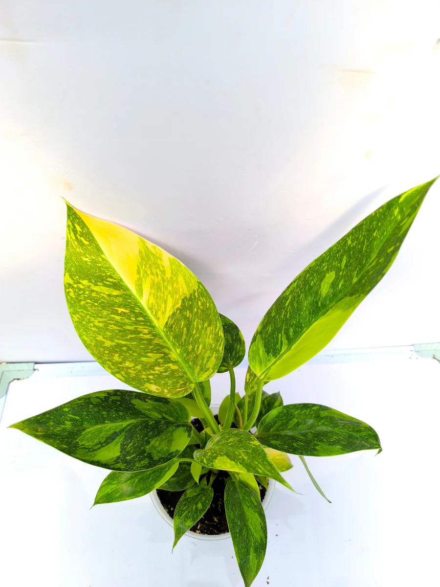 Philodendron Green Congo Variegated ( Medium sized Plant With pot) - Image 2