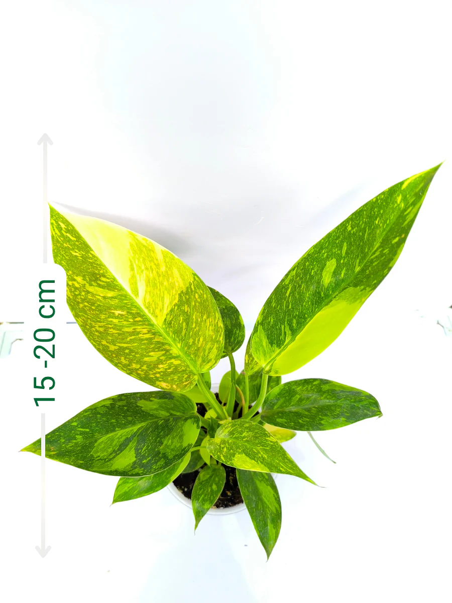 Philodendron Green Congo Variegated (Tissue Culture Plant in Jiffy bag) - Image 2
