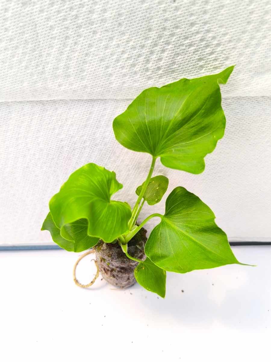 Philodendron Hope (Tissue Culture Plant in Jiffy bag) - Image 2
