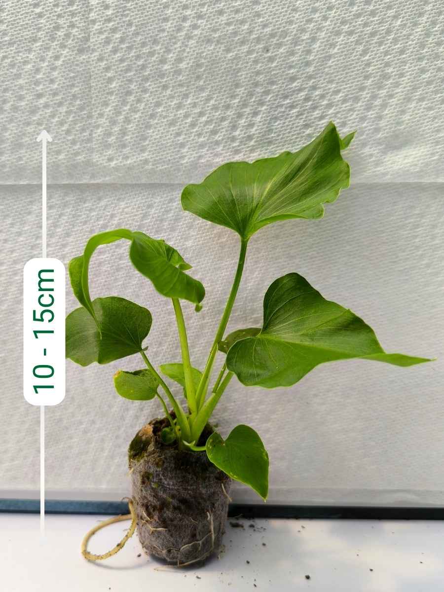 Philodendron Hope (Tissue Culture Plant in Jiffy bag) - Image 3