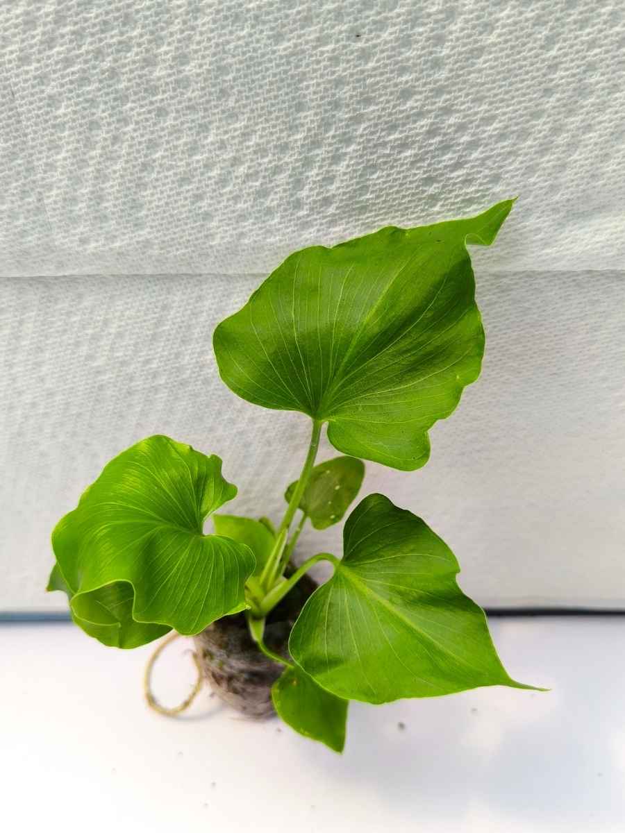 Philodendron Hope (Tissue Culture Plant in Jiffy bag) - Image 4