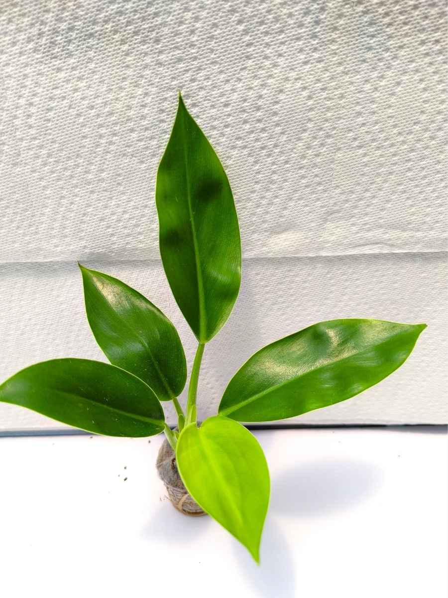 Philodendron Imperial Green ( Tissue Culture Plant in Jiffy bag) - Image 2