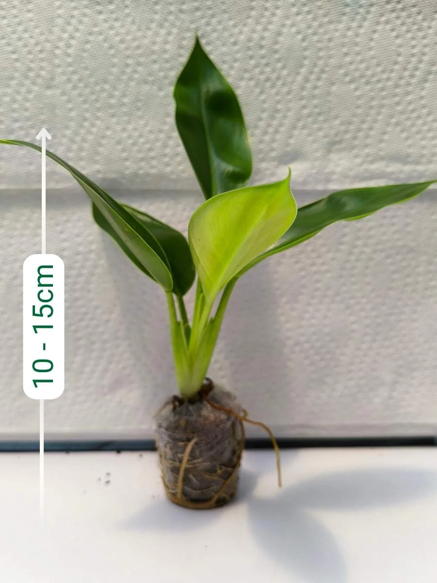 Philodendron Imperial Green ( Tissue Culture Plant in Jiffy bag) - Image 3