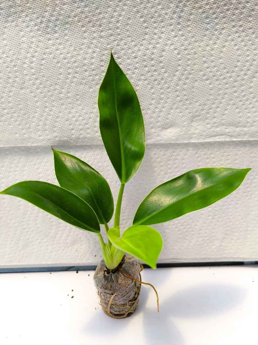 Philodendron Imperial Green ( Tissue Culture Plant in Jiffy bag) - Image 4