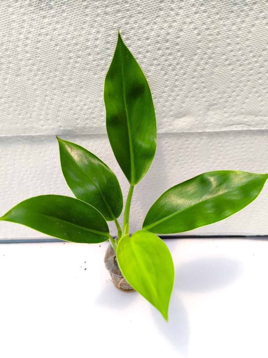 Philodendron Imperial Green ( Tissue Culture Plant in Jiffy bag) - Image 5