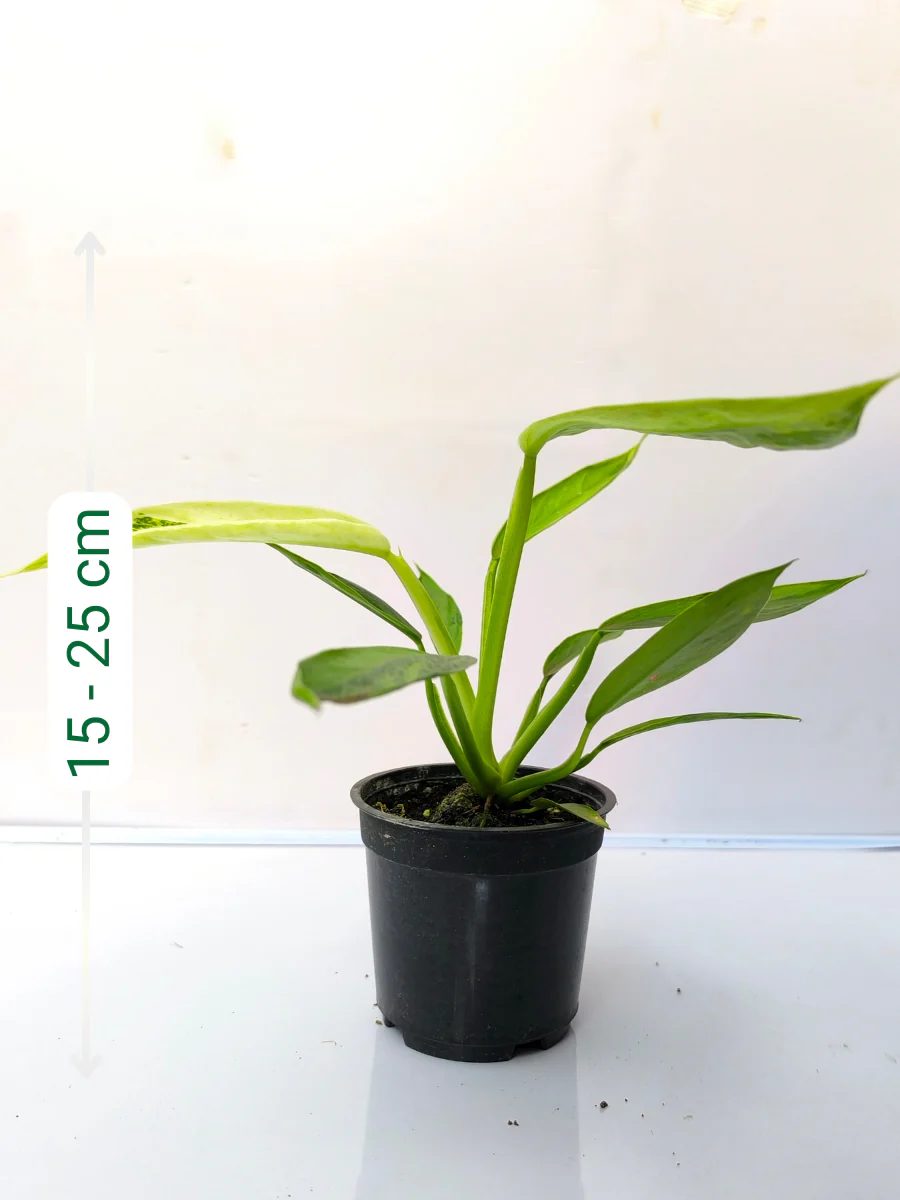 Philodendron Jose Buono Variegated Medium Sized Plant Without Pot - Image 2