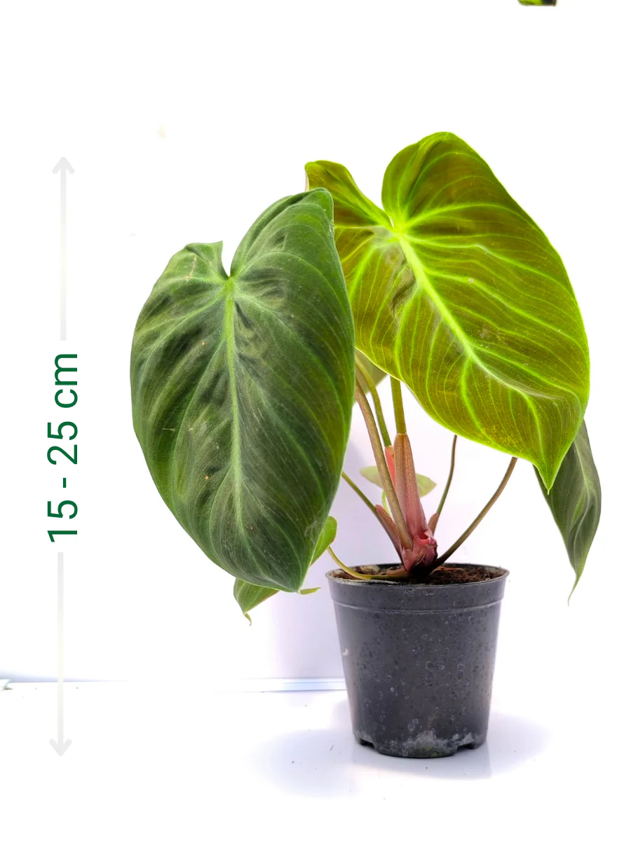 Philodendron El Choco Red Medium Sized Plant Without Pot - Image 2