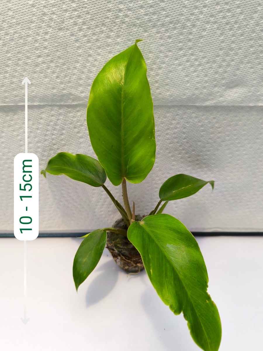Philodendron Jungle Fever ( Tissue Culture Plant in Jiffy bag) - Image 2