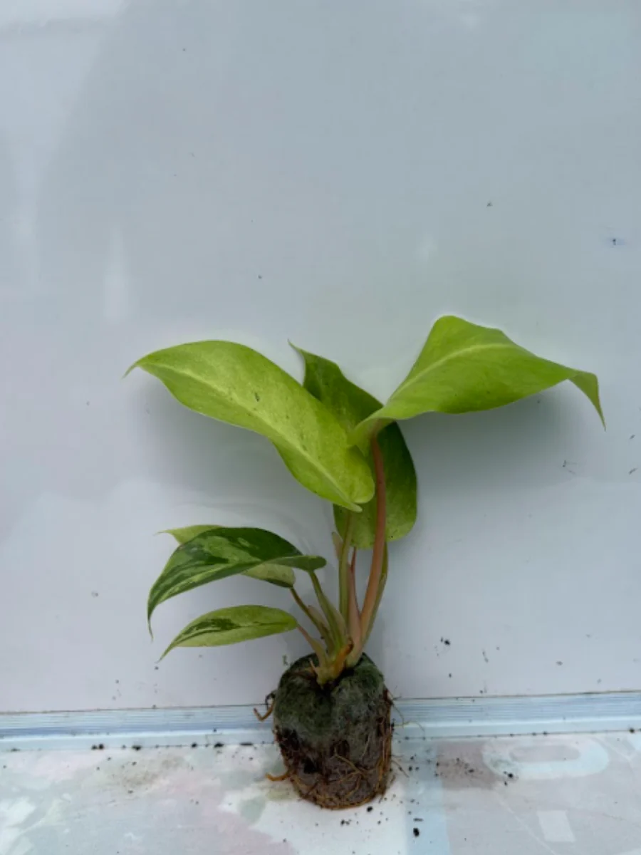 Philodendron Jungle Fever Variegated (Tissue Culture Plant in Jiffy Bag)