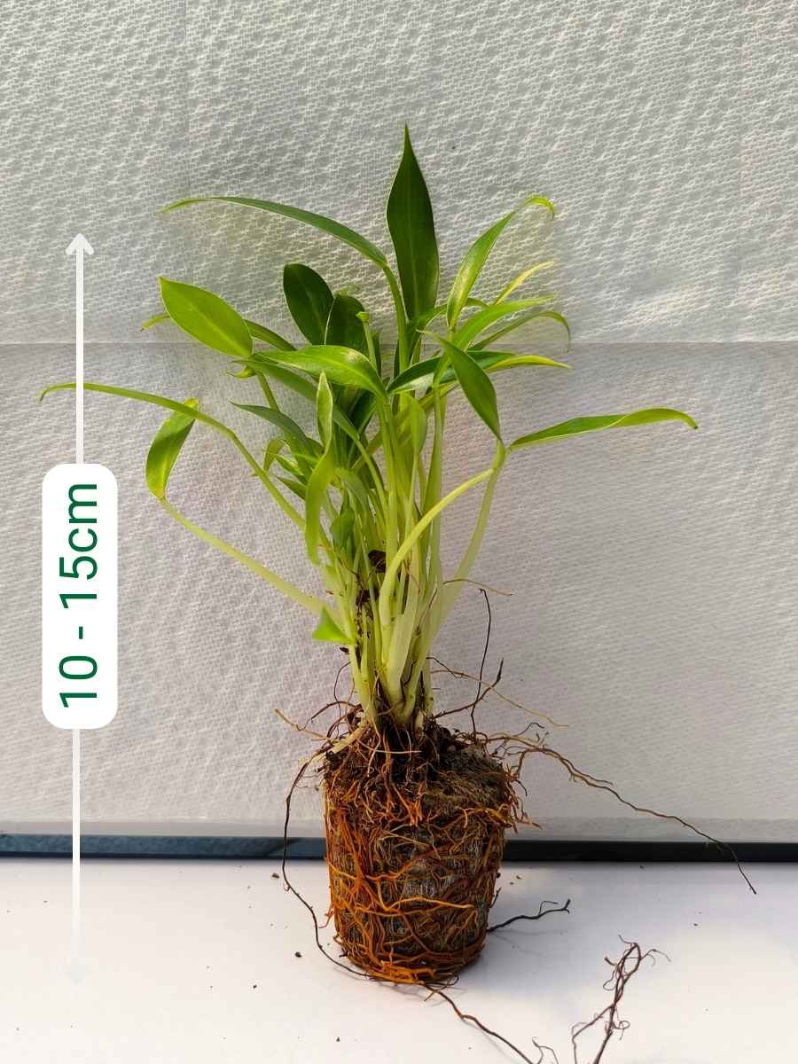 Philodendron Little Phil (Tissue Culture Plant in Jiffy bag) - Image 2