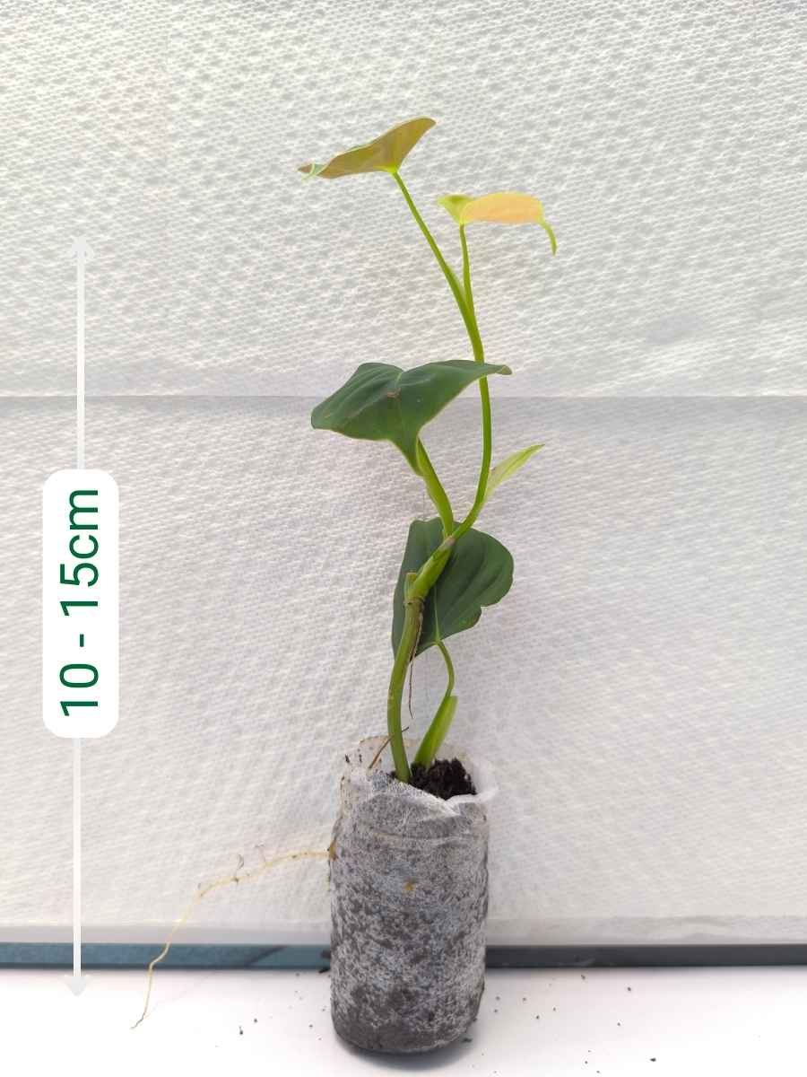 Philodendron Lupinum (Tissue Culture Plant in Jiffy bag) - Image 2