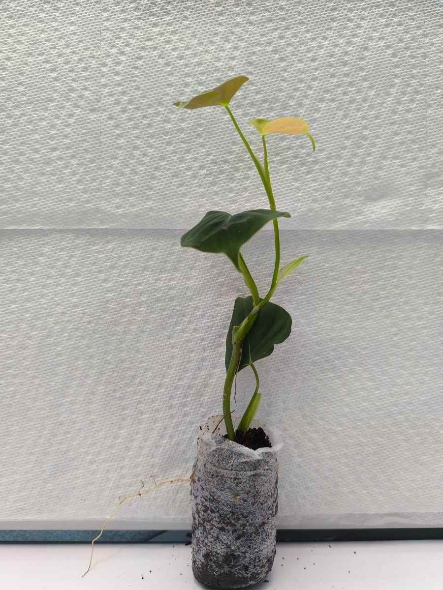Philodendron Lupinum (Tissue Culture Plant in Jiffy bag) - Image 4