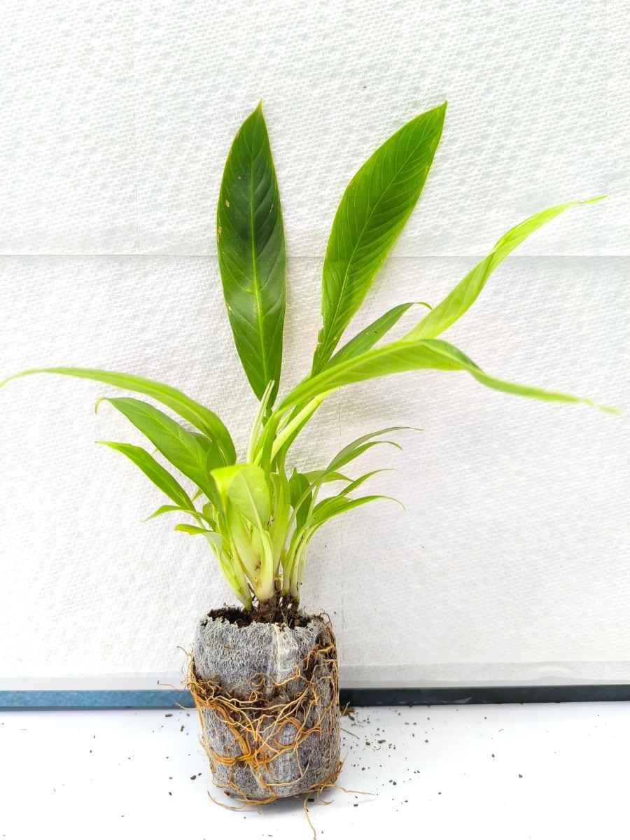 Philodendron Lynette (Tissue Culture Plant in Jiffy bag) - Image 3