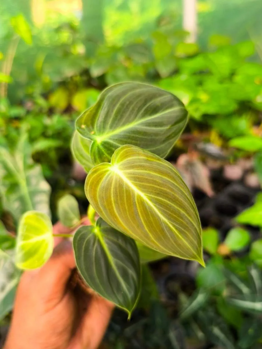 Philodendron Melanochrysum  (Tissue Culture Plant in Jiffy Bag) - Image 3