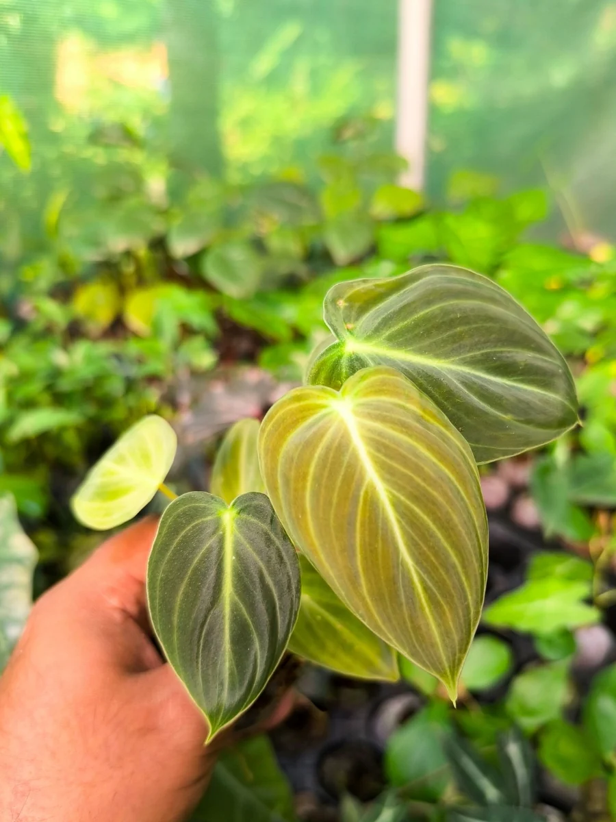 Philodendron Melanochrysum  (Tissue Culture Plant in Jiffy Bag) - Image 4