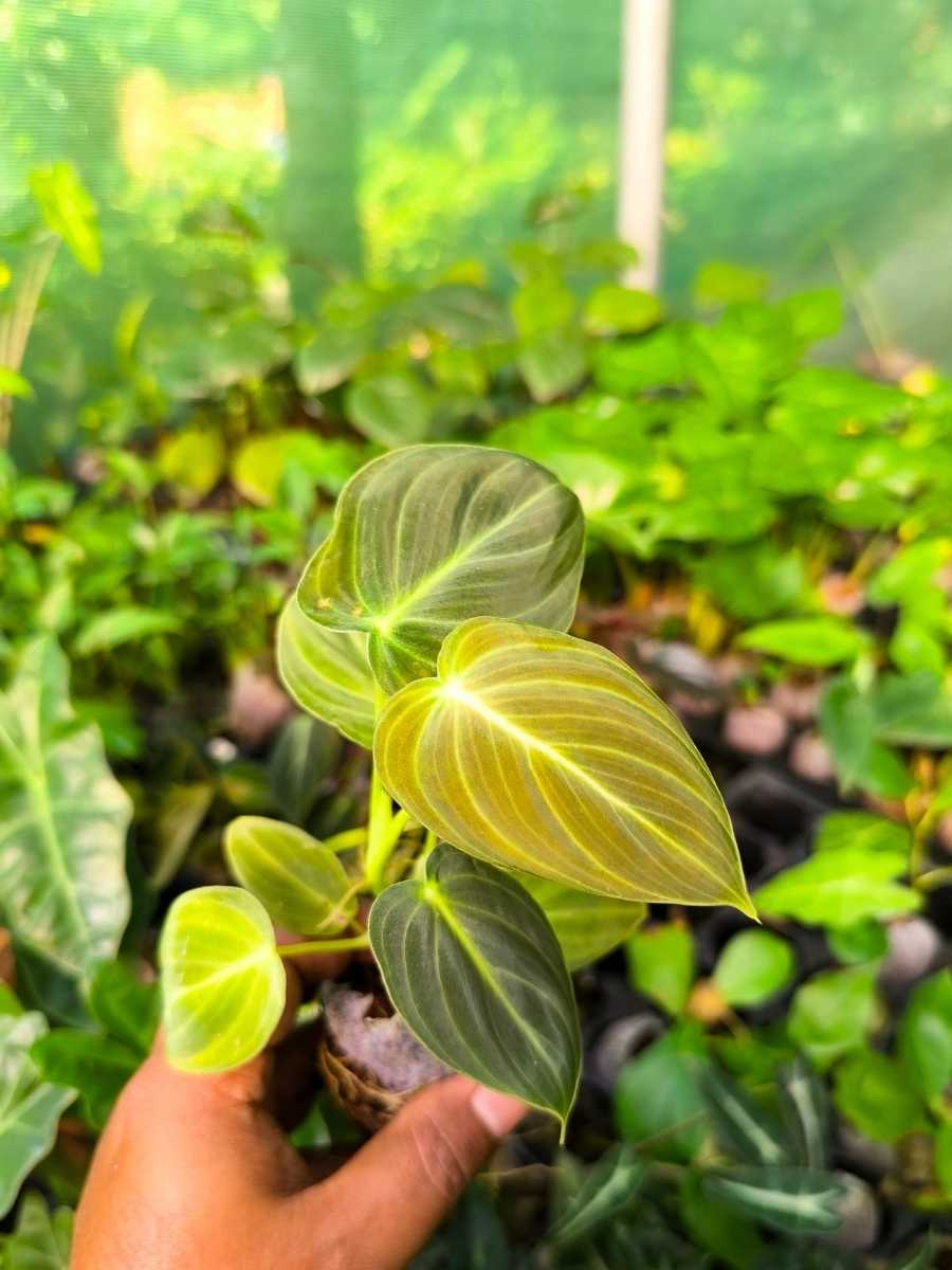 Philodendron Melanochrysum  (Tissue Culture Plant in Jiffy Bag) - Image 5