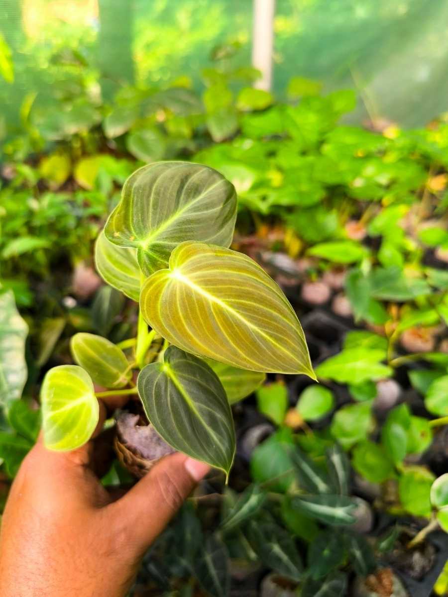 Philodendron Melanochrysum  (Tissue Culture Plant in Jiffy Bag) - Image 6