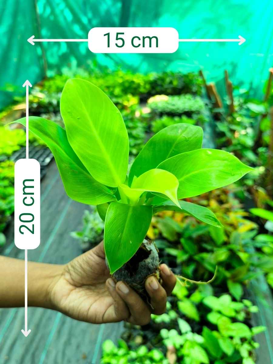 Philodendron Moonshine (Tissue Culture Plant in Jiffy Bag ) - Image 3