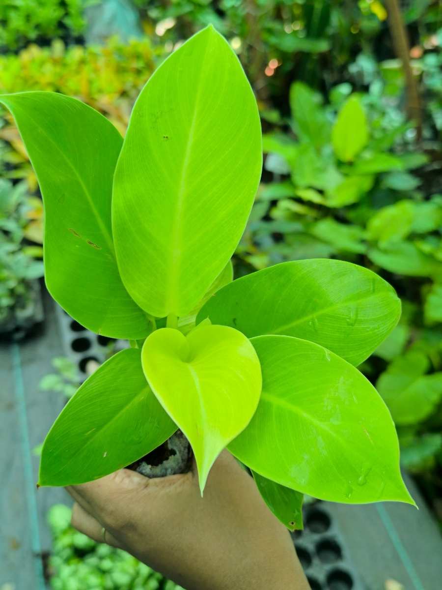 Philodendron Moonshine (Tissue Culture Plant in Jiffy Bag ) - Image 4