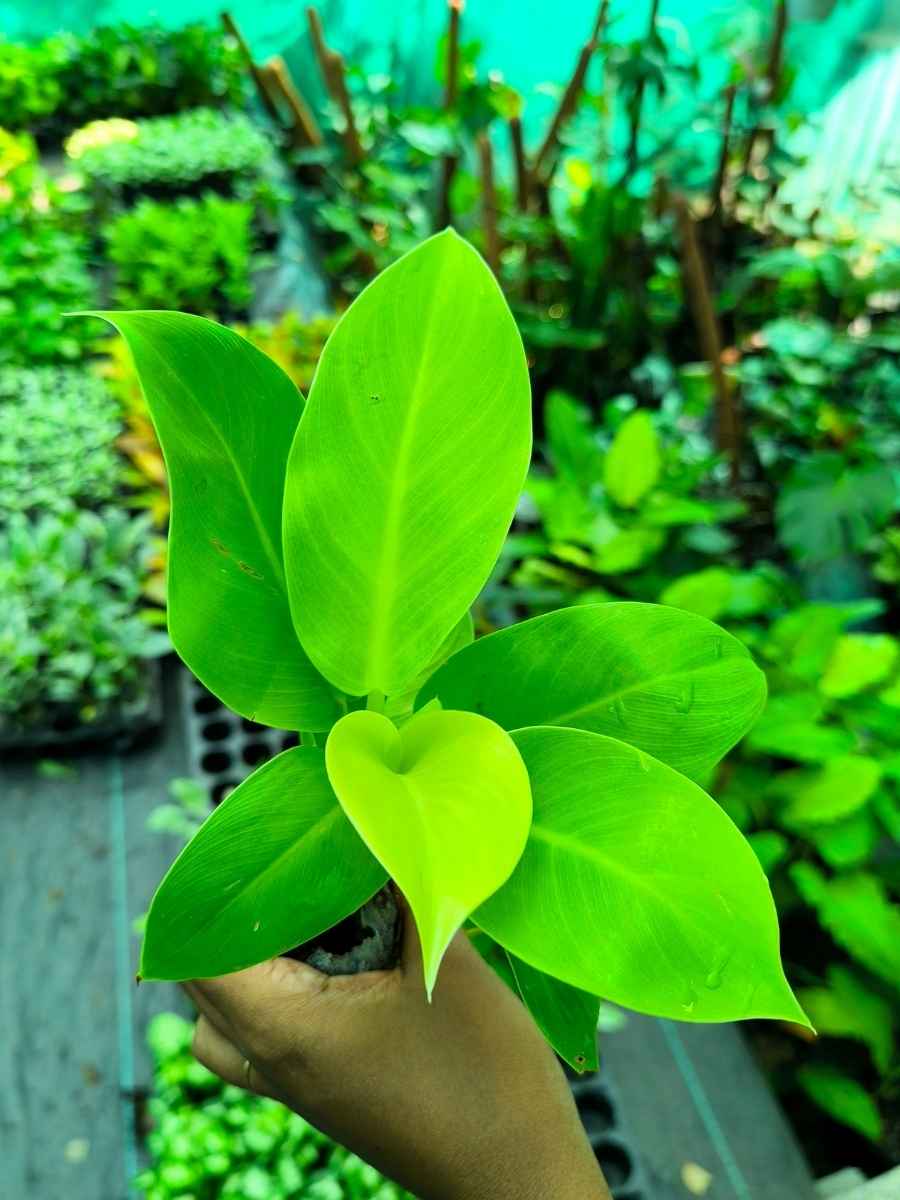Philodendron Moonshine (Tissue Culture Plant in Jiffy Bag ) - Image 5