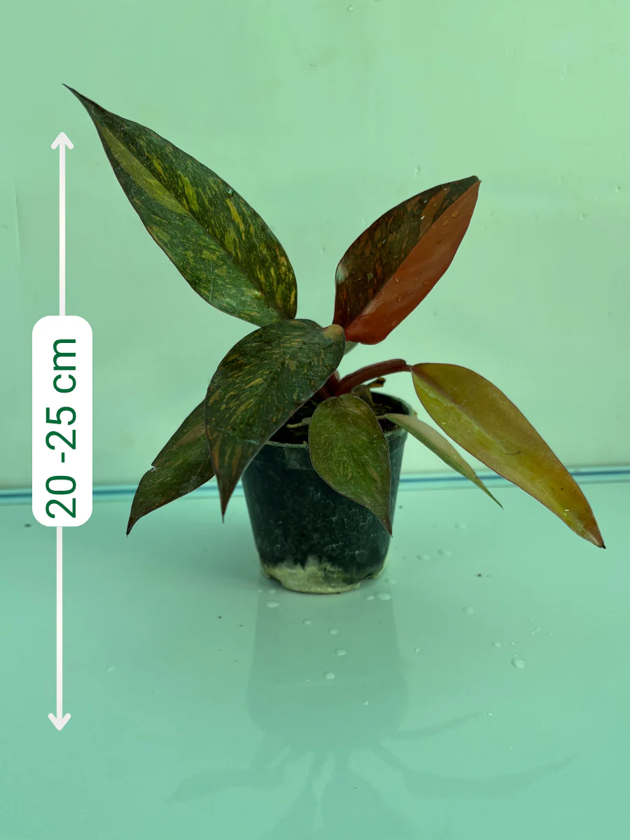 Philodendron Orange Princess Medium Sized Plant Without Pot - Image 2