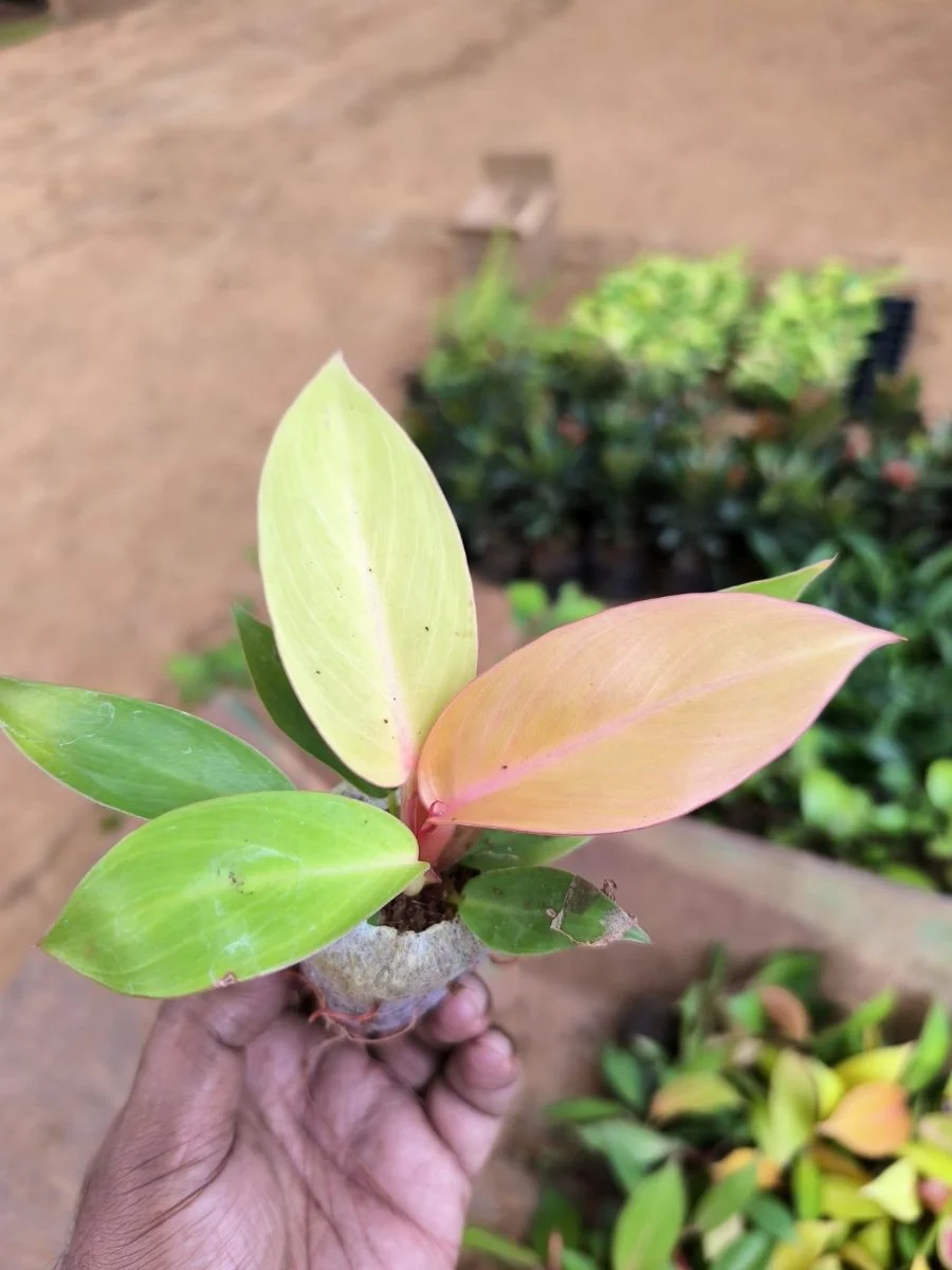 Philodendron Orange Splendor (Tissue Culture Plant in Jiffy Bag) - Image 2