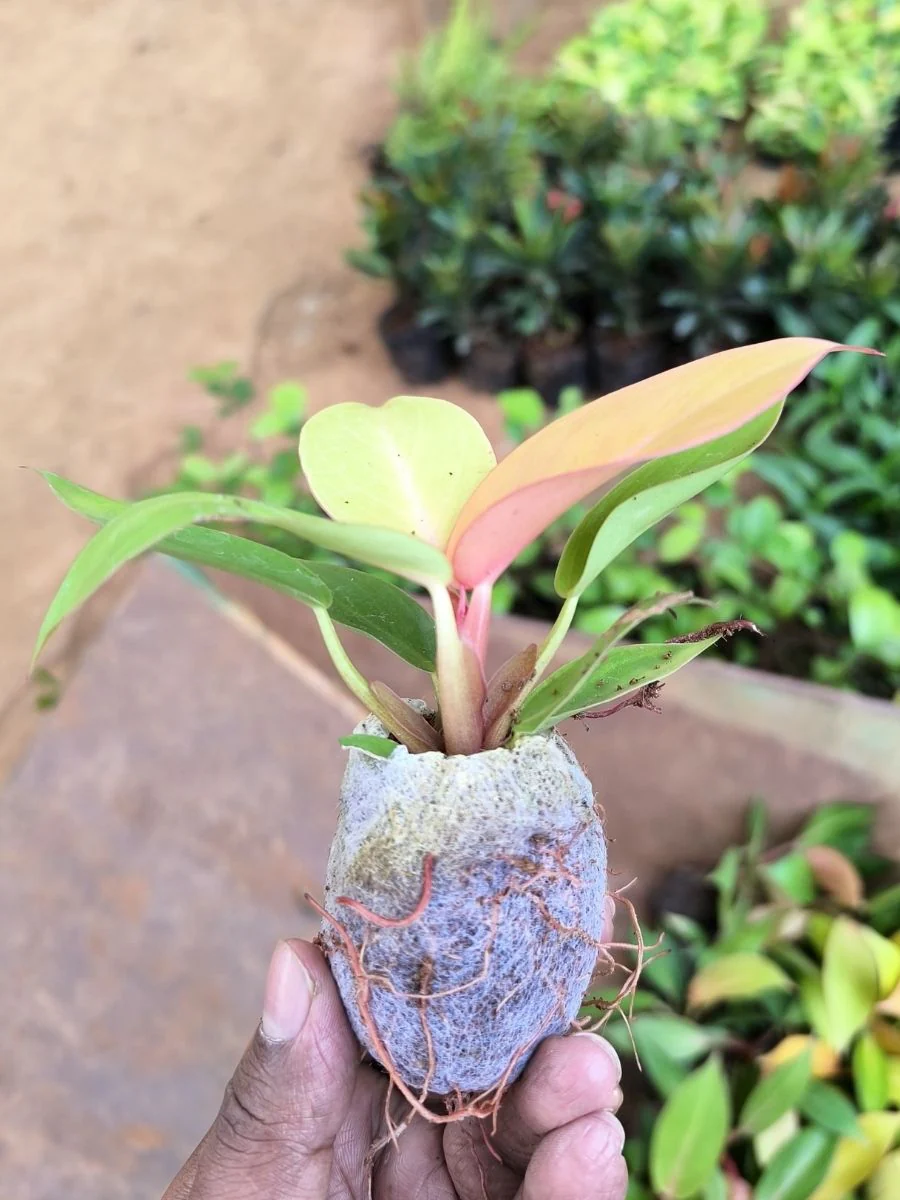 Philodendron Orange Splendor (Tissue Culture Plant in Jiffy Bag) - Image 3