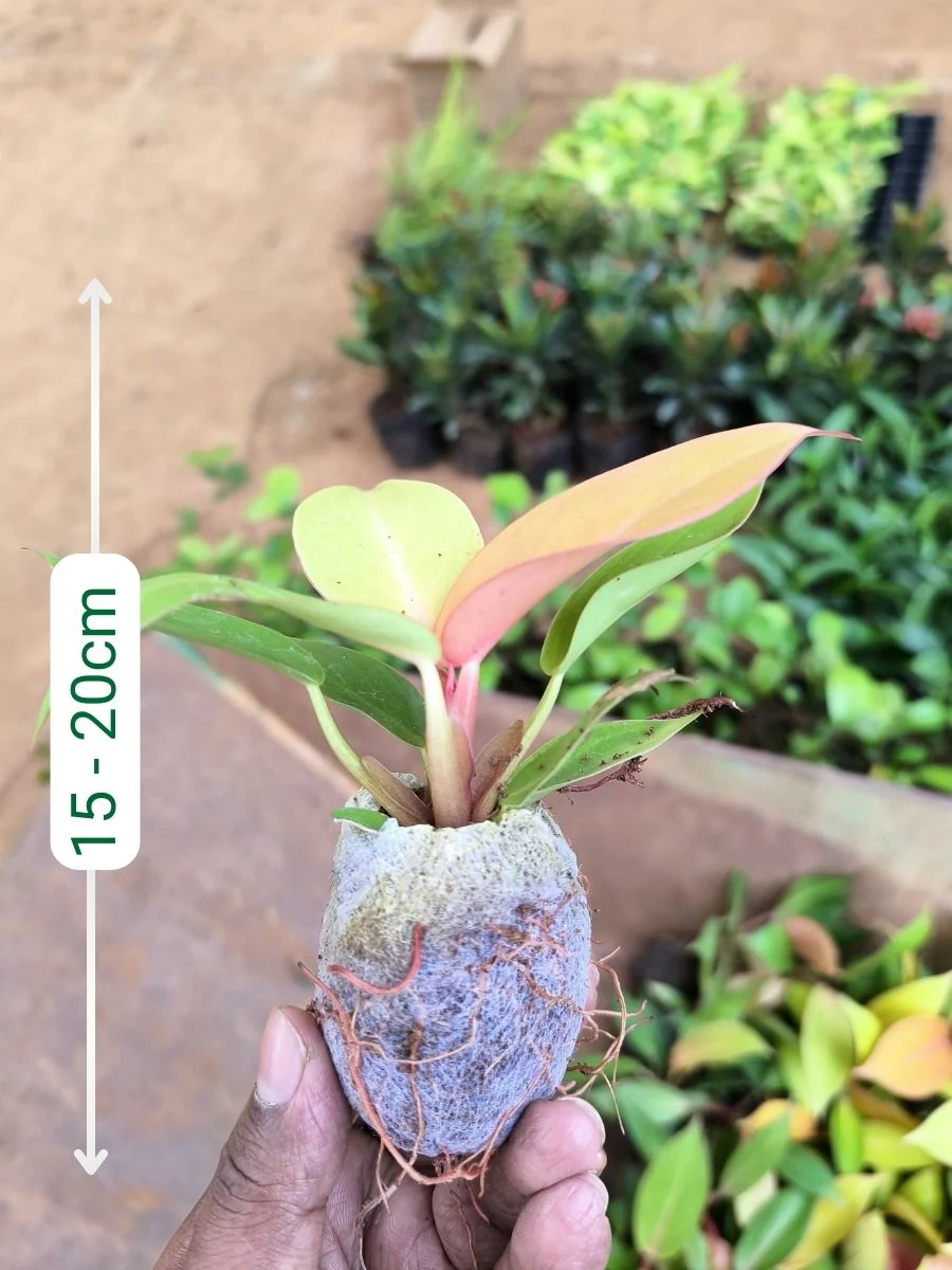 Philodendron Orange Splendor (Tissue Culture Plant in Jiffy Bag) - Image 4