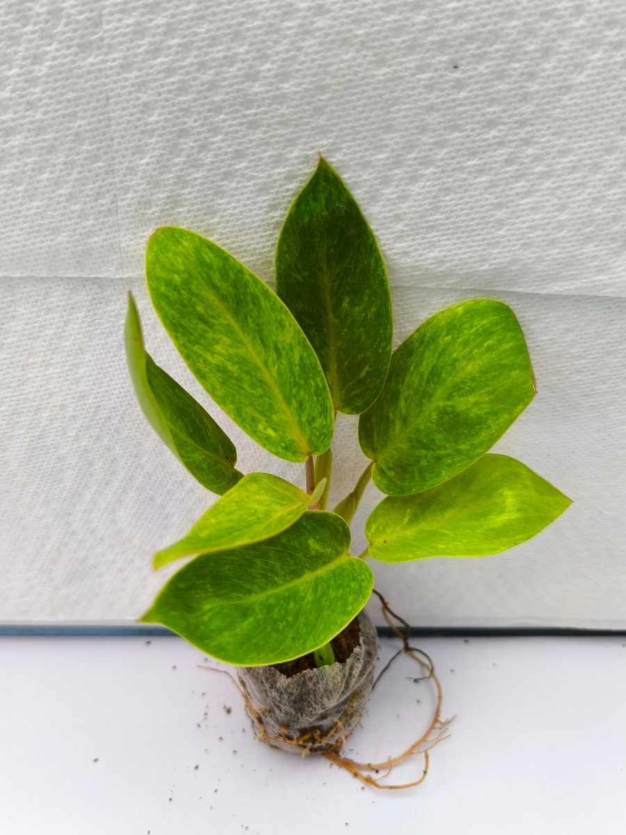 Philodendron Painted Lady (Tissue Culture Plant in Jiffy bag) - Image 4