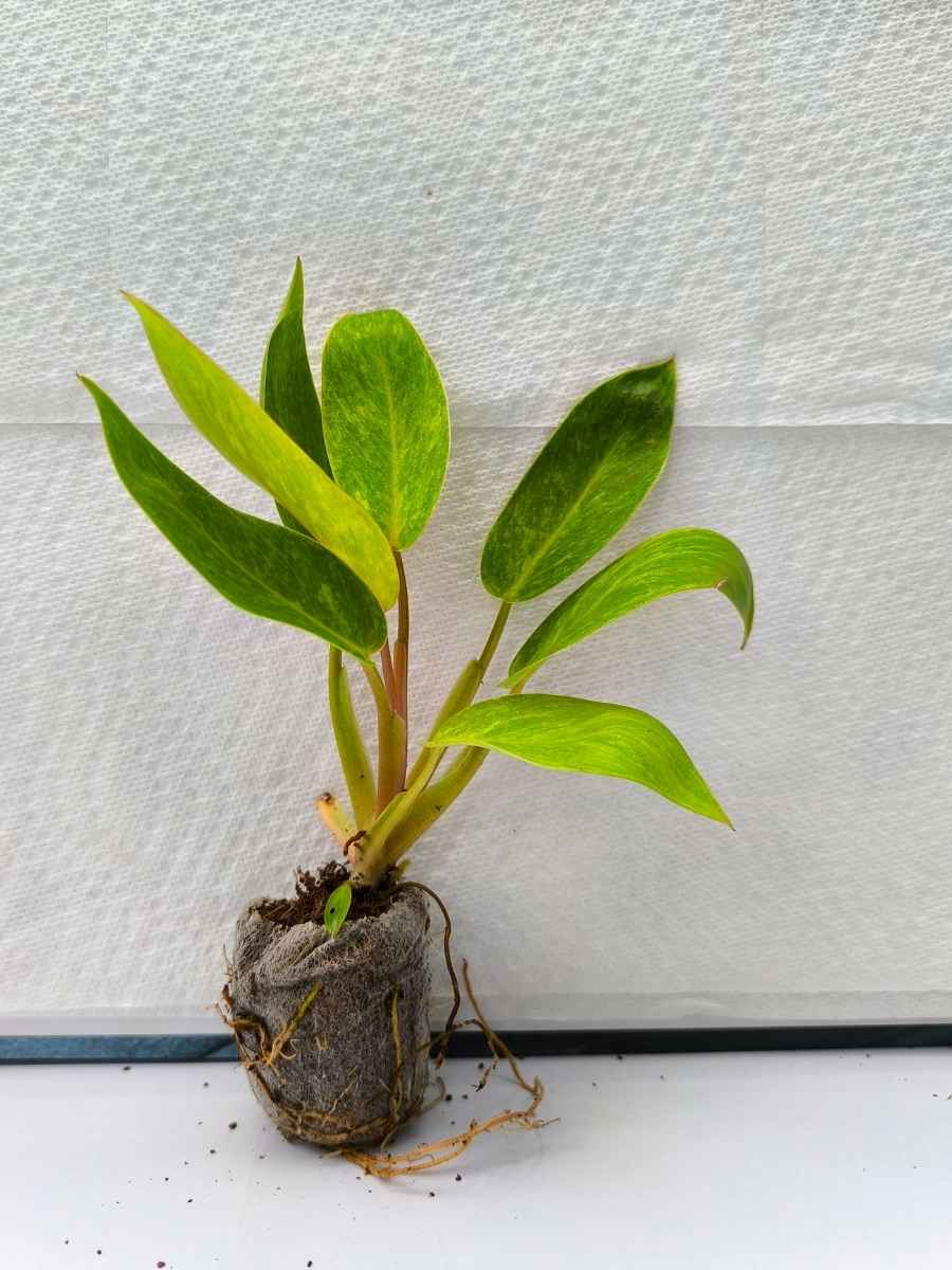 Philodendron Painted Lady (Tissue Culture Plant in Jiffy bag) - Image 5
