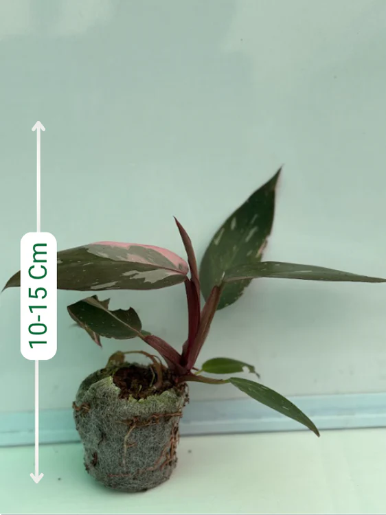 Philodendron Pink Princess Marble Tissue Culture Plant in Jiffy - Image 2