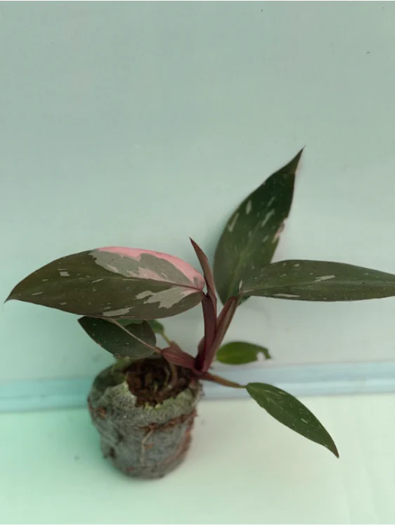 Philodendron Pink Princess Marble Tissue Culture Plant in Jiffy - Image 3