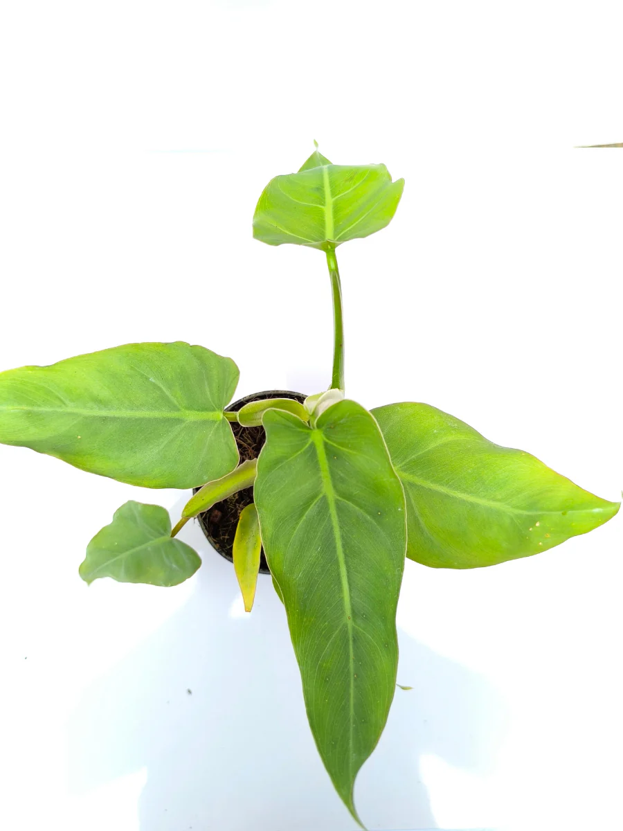 Philodendron Maximum Medium Sized Plant Without Pot - Image 3