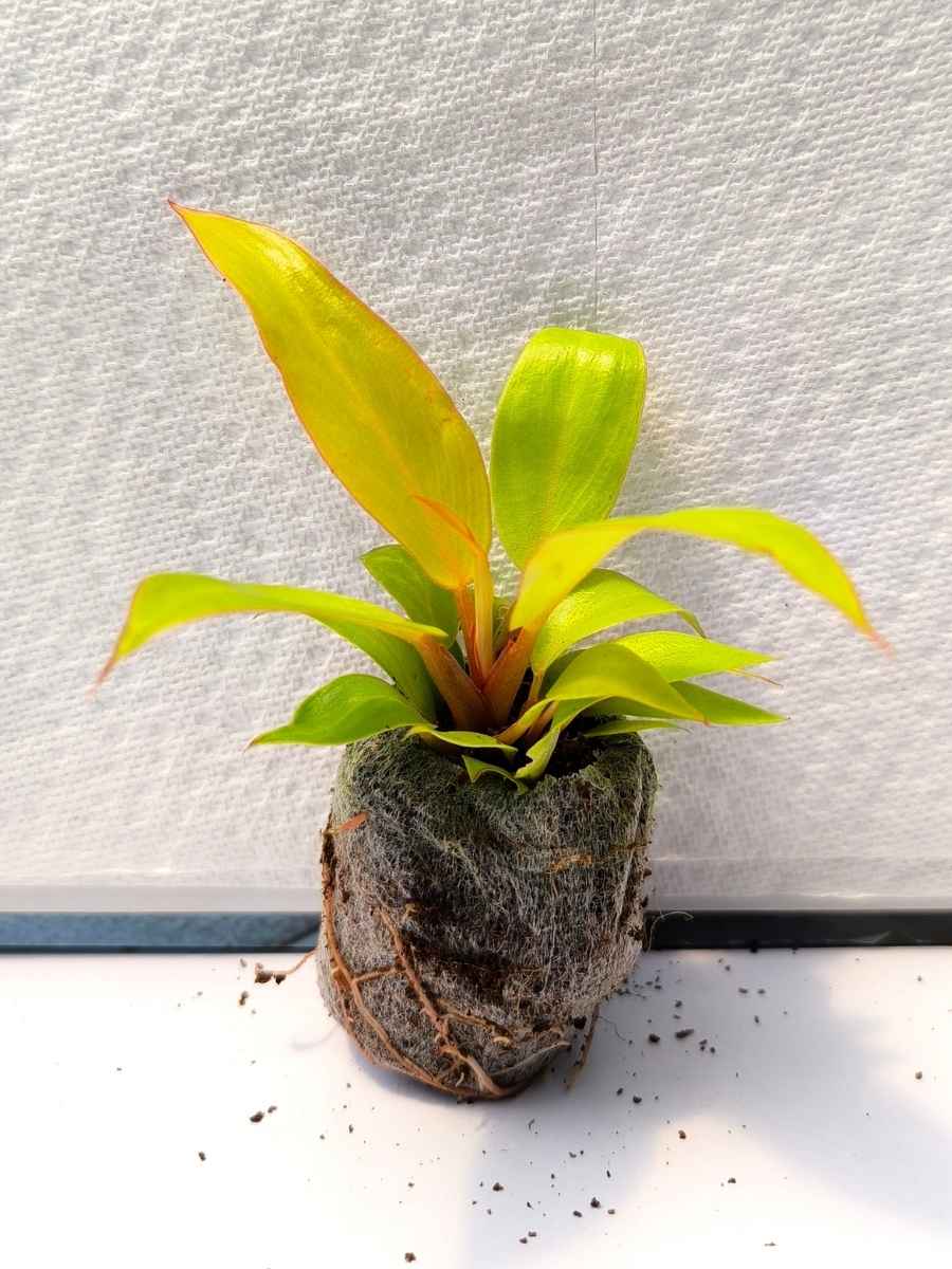 Philodendron Prince of Orange ( Tissue Culture Plant in Jiffy Bag) - Image 3
