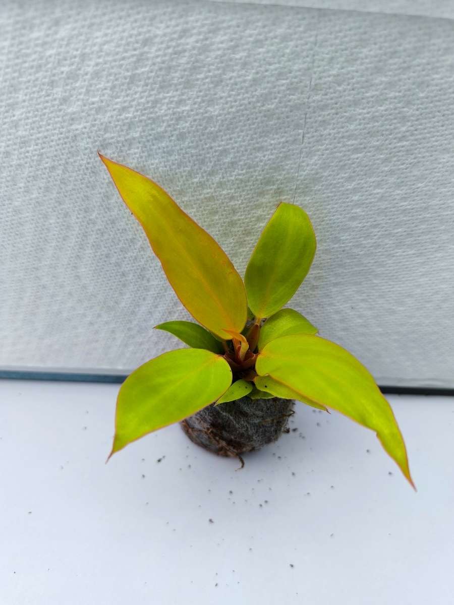 Philodendron Prince of Orange ( Tissue Culture Plant in Jiffy Bag) - Image 4
