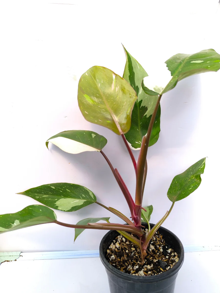 Philodendron Red Anderson Medium Sized Plant Without Pot