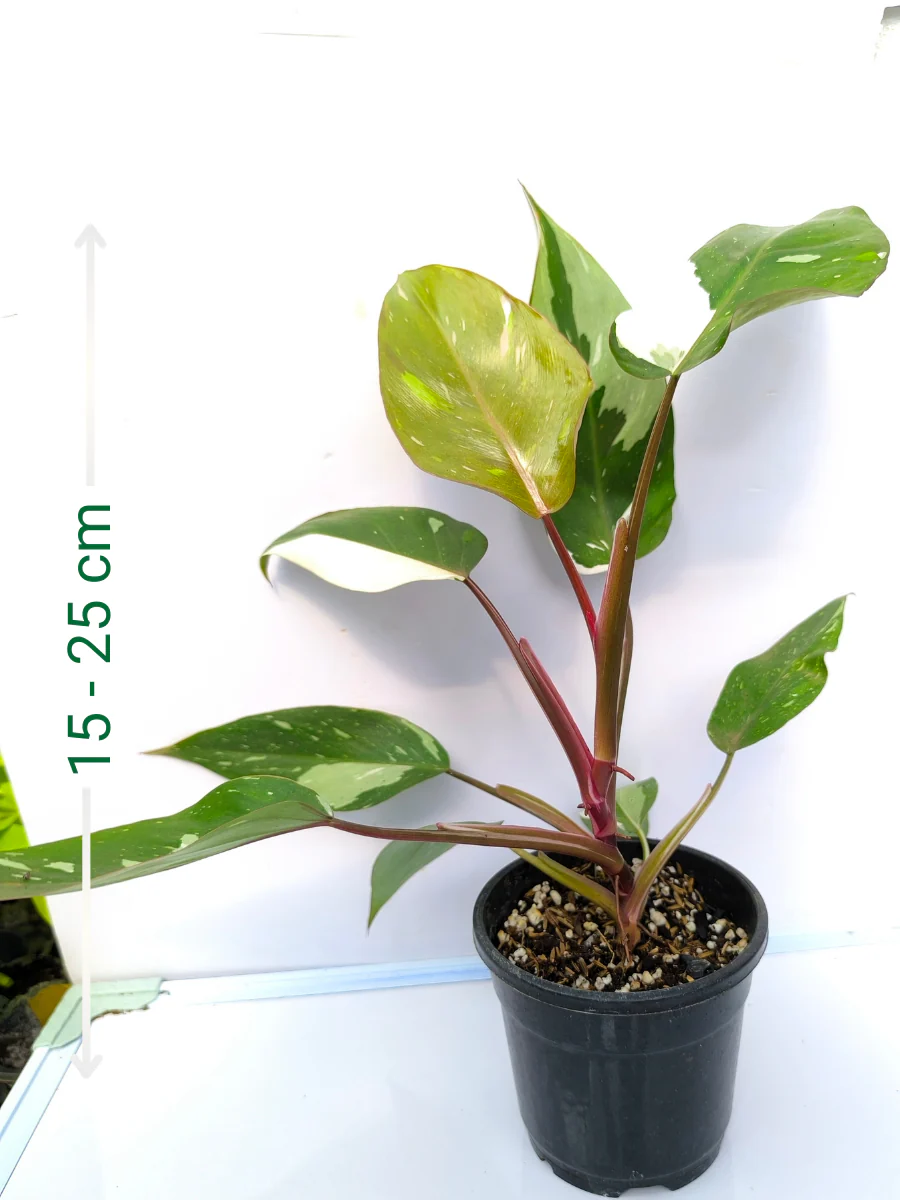 Philodendron Red Anderson Medium Sized Plant Without Pot - Image 2