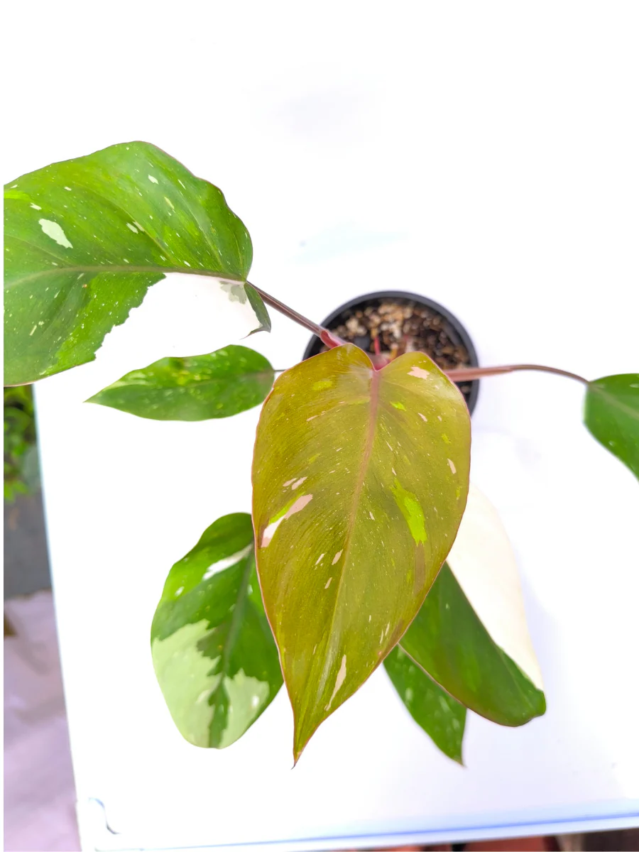 Philodendron Red Anderson Medium Sized Plant Without Pot - Image 3