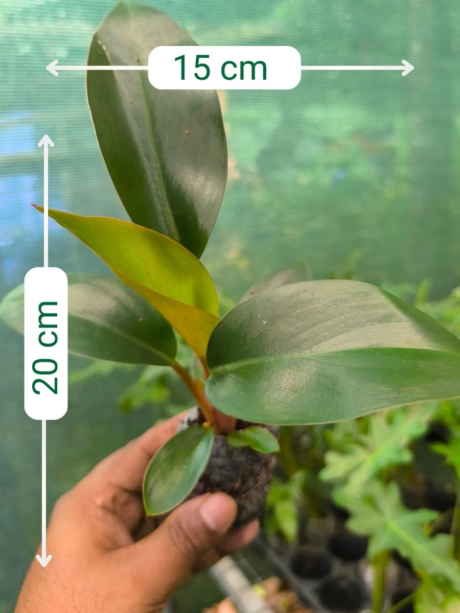Philodendron Red Congo ( Tissue Culture Plant in Jiffy Bag) - Image 3